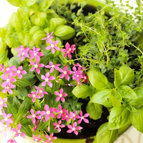 catharanthus herb garden