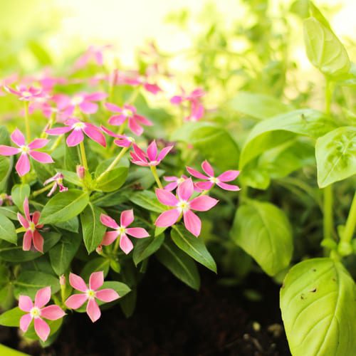 close up of catharanthus and basil