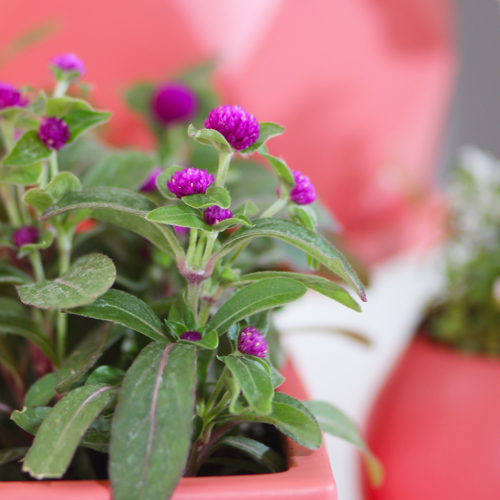 Gomphrena