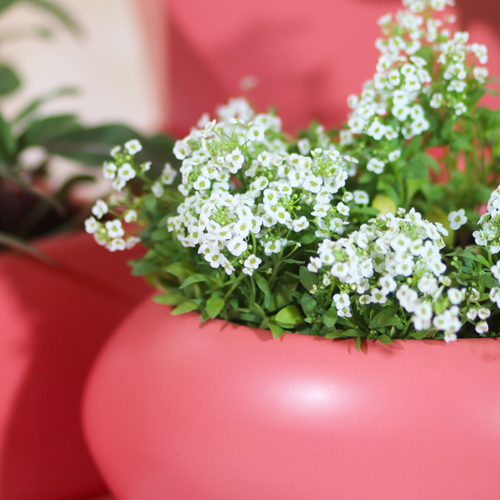 alyssum