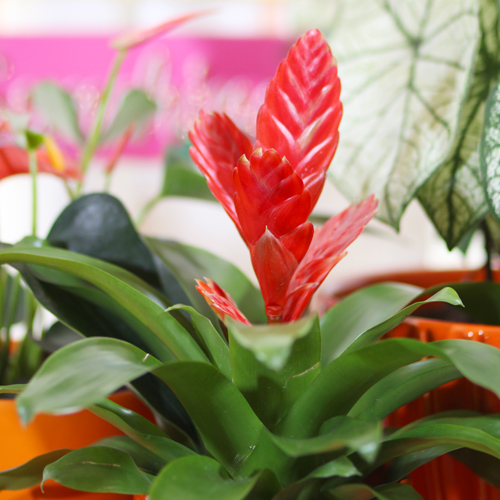 bromeliads