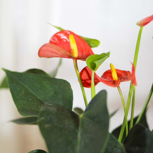 Anthurium