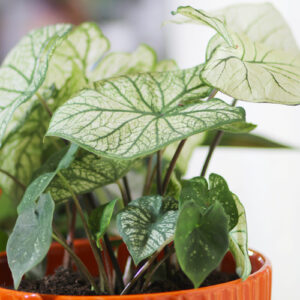 caladiums