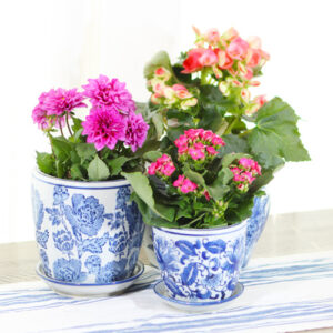 long-lasting flowers