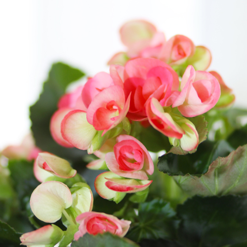 Rieger begonias