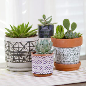 succulent tabletop gardens