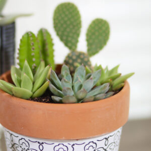indoor succulents and indoor cacti