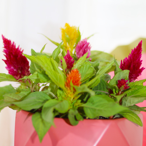 celosia