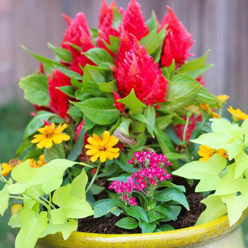 container garden ideas with celosia
