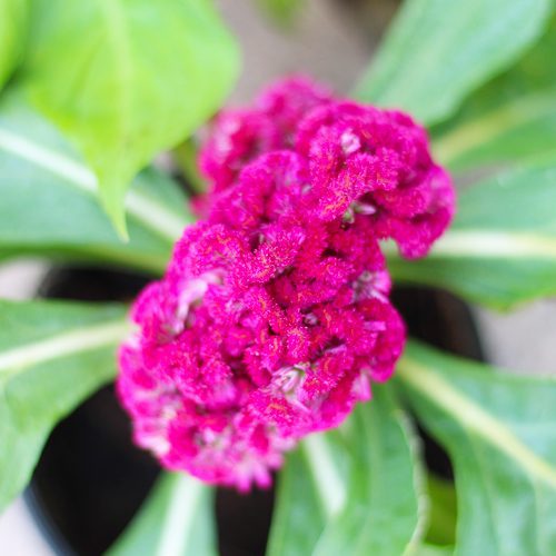 celosia variety