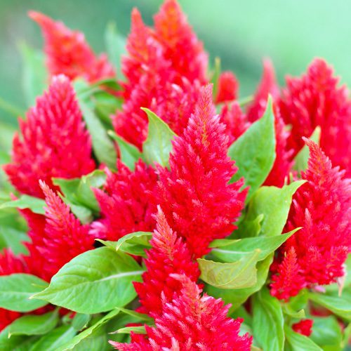 red celosia