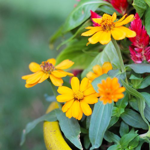 zinnias