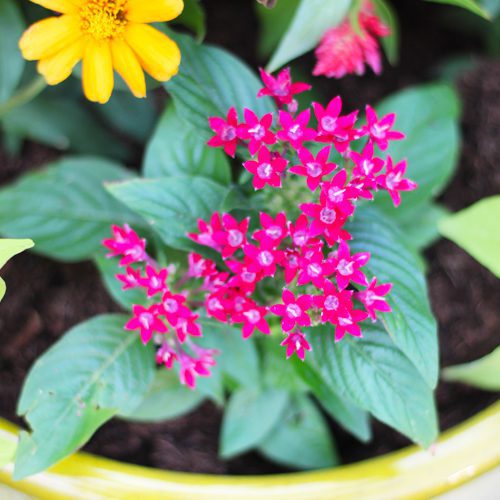 pentas