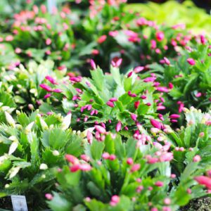 christmas cactus
