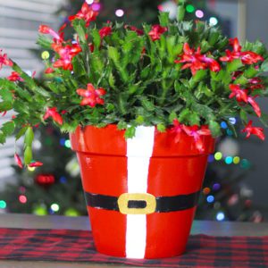christmas cactus in santa pottery