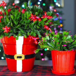 holiday indoor color