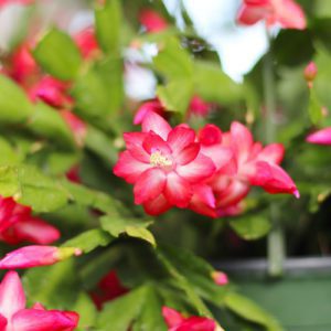 pink christmas cactus flower
