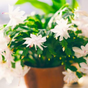 white christmas cactus