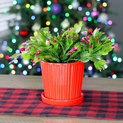 Christmas Cactus in Red Pottery for Christmas Holidays | Calloway's Nursery
