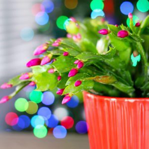 close up of christmas cactus