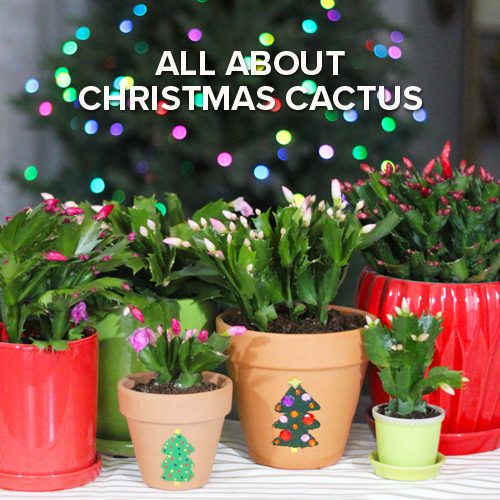 Christmas cacti