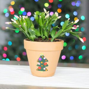 decorative christmas cactus