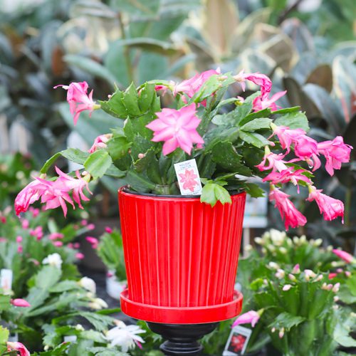 christmas cactus in red pottery
