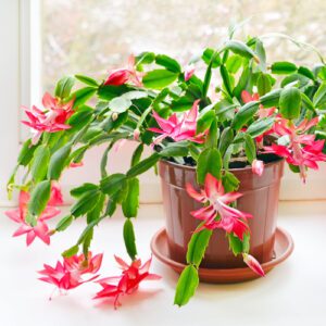 christmas cactus