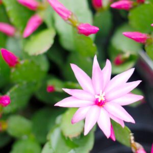 easter cactus