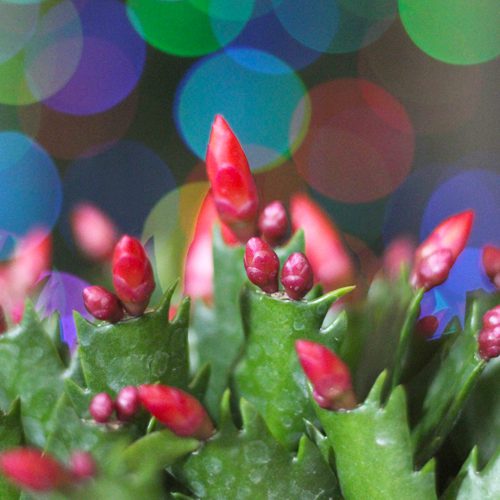 christmas cactus flowers