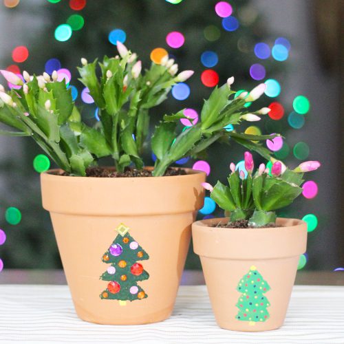 christmas cactus in decorative pottery