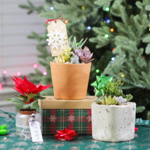pre-made container gardens