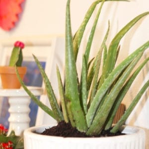 aloe vera