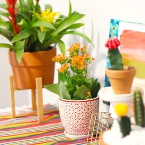 close up of cinco de mayo display