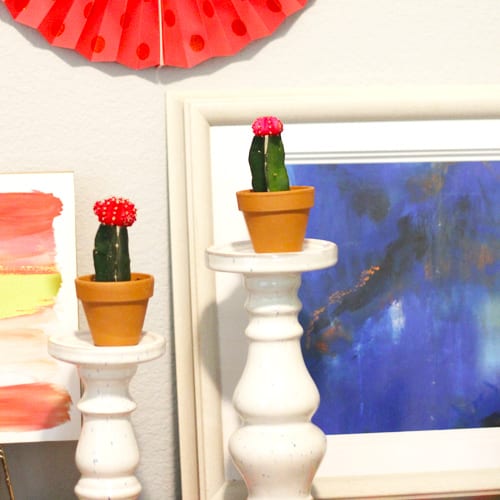 cactus plants