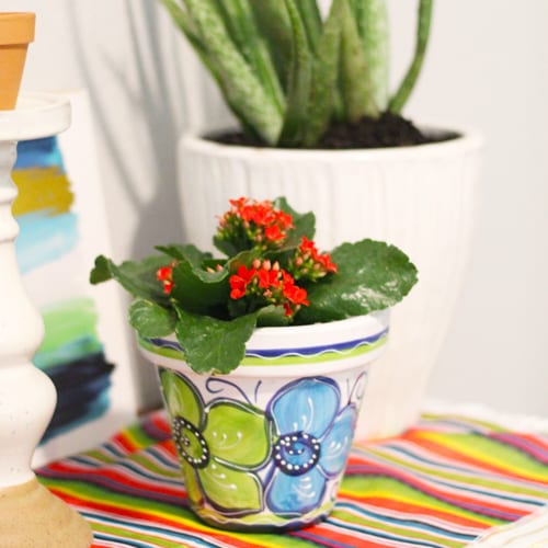 kalanchoe in hand painted pottery