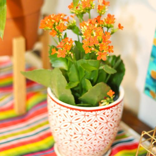 orange kalanchoe