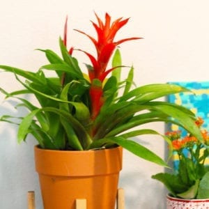 bromeliad plant