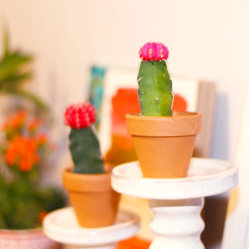graffiti cactus plants