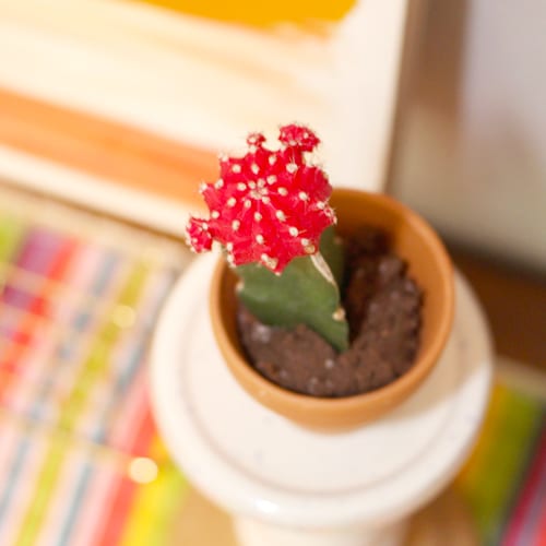 red grafted cactus