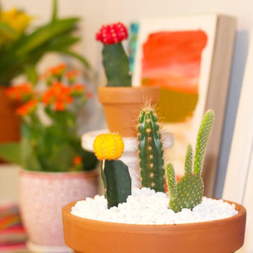 cactus plants