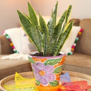 sansieveria plant