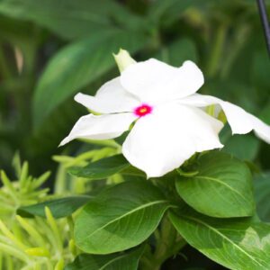 cora vinca