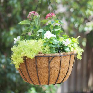 sun loving hanging basket