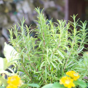 rosemary
