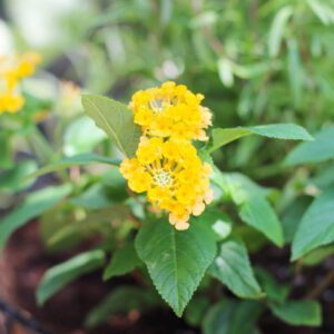 lantana