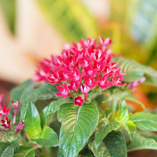 pentas