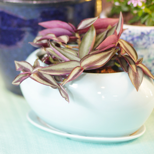 wandering inch plant