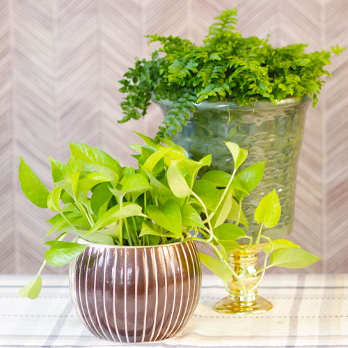 plant color scheme