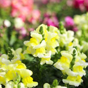 snapdragons